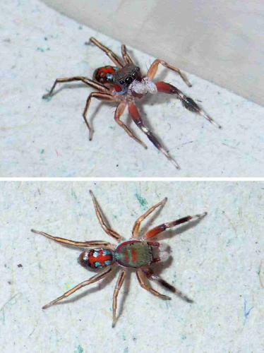 Réf. 223 728 : Siler semiglaucus